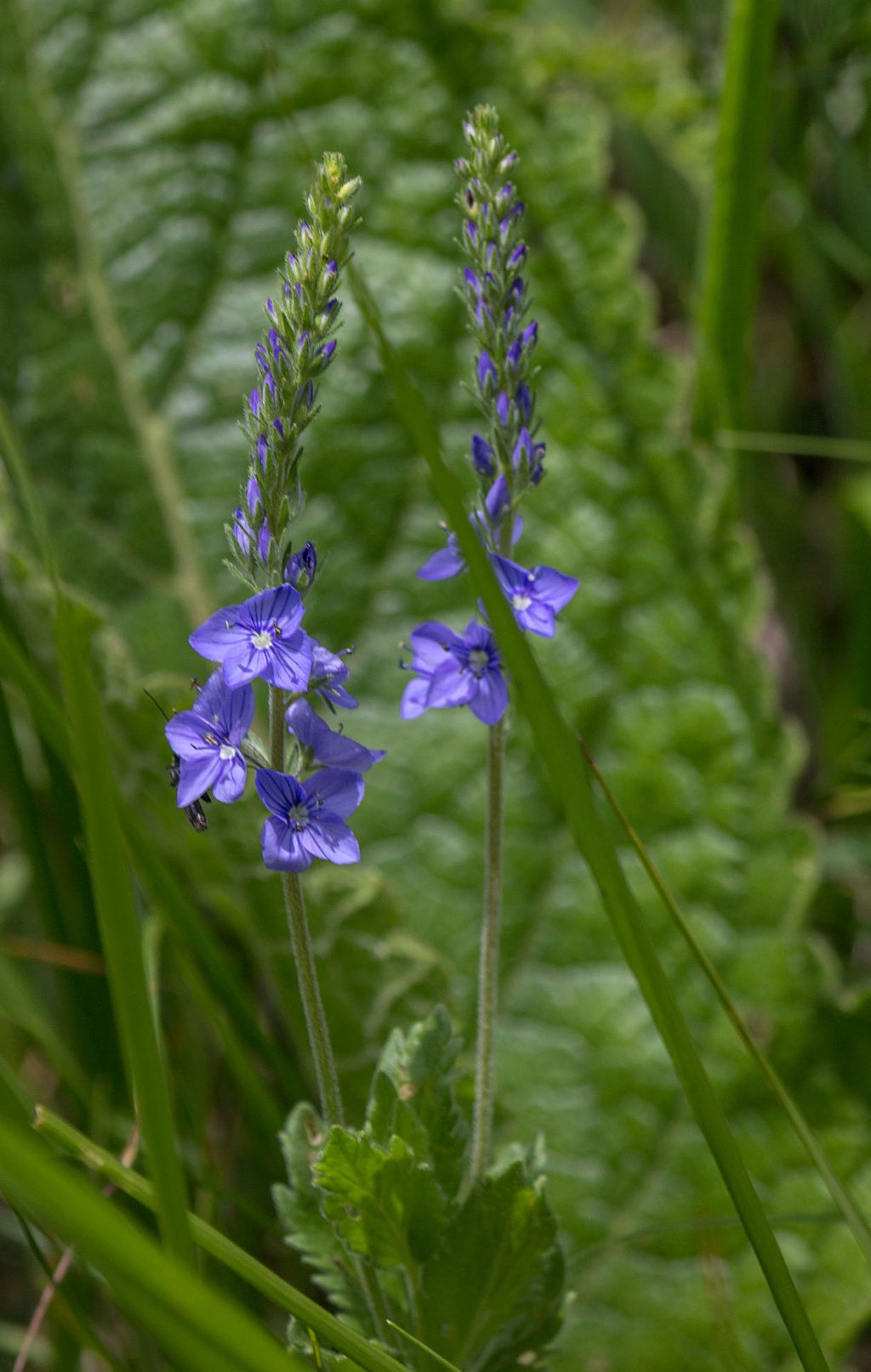 Veronica cfr. angustifolia